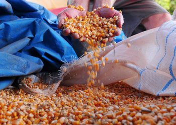 Medida Provisória libera R$ 190 milhões para fortalecer agricultura familiar