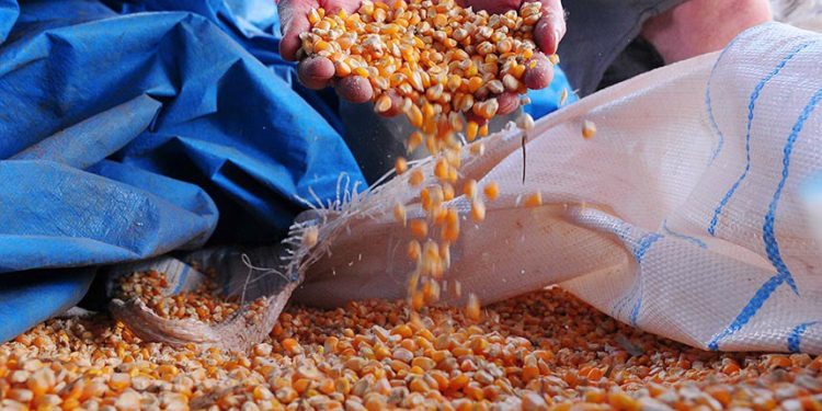 Medida Provisória libera R$ 190 milhões para fortalecer agricultura familiar