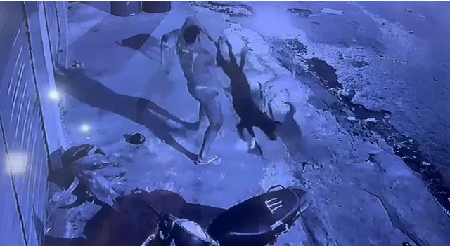 Rápida ação da PC-AM prende homem que agrediu e matou cachorro em Borba A prisão foi realizada em menos de uma hora após a equipe policial tomar conhecimento do crime Uma rápida ação da Polícia Civil do Amazonas (PC-AM), por meio da 74ª Delegacia Interativa de Polícia (DIP) de Borba, resultou na prisão de um homem, de 26 anos, suspeito de agredir brutalmente um cachorro, causando a morte do animal, em via pública, no município. Conforme informado em coletiva de imprensa, nesta terça-feira (03/12), a prisão foi efetuada na manhã de segunda-feira (1º/12), logo após a equipe policial tomar conhecimento do crime. O delegado Jorge Arcanjo informou, na coletiva de imprensa, que a ação criminosa foi praticada na noite de domingo (30/11). Câmeras de segurança das proximidades registraram o momento em que o suspeito se aproxima do animal e o enforca. Após o cão já estar desfalecido, ele o arremessa diversas vezes ao chão, provocando a morte. “Tomamos conhecimento do fato na manhã seguinte, após o recebimento de uma denúncia acompanhada do vídeo do crime. De imediato, a equipe policial iniciou diligências para identificar e localizar o autor, que foi preso em menos de uma hora após a notoriedade do caso”, explicou o delegado. Segundo a autoridade policial, o autor desapareceu com o corpo do cachorro, cujo paradeiro ainda é desconhecido. A equipe realizou buscas para robustecer a materialidade do crime, e há indícios de que ele tenha jogado o corpo no rio, por ser próximo ao local, porém não foi localizado. Arcanjo ressaltou a rapidez da equipe da 74ª DIP de Borba na prisão e elucidação do caso. O homem foi localizado e preso na própria residência, no bairro Centro. Ele foi autuado em flagrante pelo crime de maus-tratos a animais, previsto na Lei de Crimes Ambientais, e ficará à disposição do Poder Judiciário. O indivíduo já havia sido preso, há alguns anos, pela prática do crime de importunação sexual. Ele se escondia nas laterais de residências e, quando avistava as moradoras, se masturbava na rua. Também foi verificado que ele faz uso de entorpecentes. A Polícia Civil reforça que seguirá atuando com rigor em casos de violência contra animais e qualquer outra forma de violação da lei. A Lei nº 14.064/2020 aumentou a pena para quem maltratar cães e gatos. Quem cometer esse crime será punido com 2 a 5 anos de reclusão, multa e proibição da guarda. Caso o crime resulte na morte do animal, a pena pode ser aumentada em até um terço.