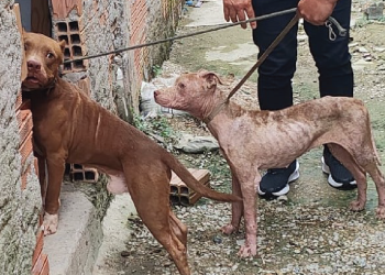 PC-AM reforça combate ao abandono e aos maus-tratos de animais e alerta para riscos de canis clandestinos