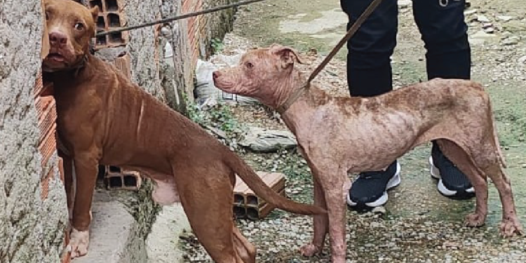 PC-AM reforça combate ao abandono e aos maus-tratos de animais e alerta para riscos de canis clandestinos