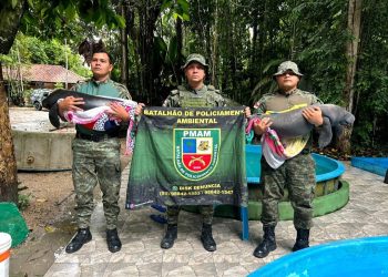 Em Codajás, Polícia Militar do Amazonas resgata dois filhotes de peixe-boi encontrados com sinais de maus-tratos