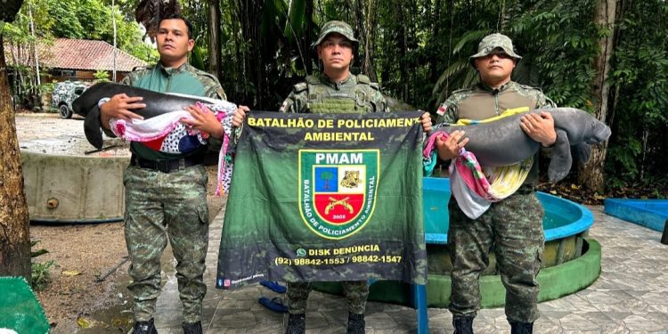 Em Codajás, Polícia Militar do Amazonas resgata dois filhotes de peixe-boi encontrados com sinais de maus-tratos