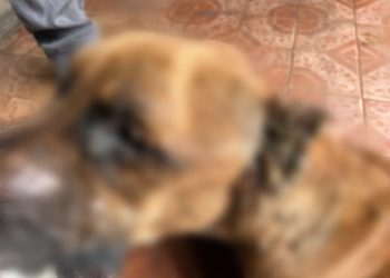 Homem é preso por maus-tratos contra cachorro no bairro São Jorge