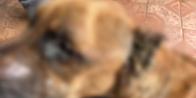 Homem é preso por maus-tratos contra cachorro no bairro São Jorge