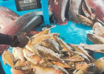 Base Arpão 2: PMAM apreende mais de duas toneladas de pescado irregular em embarcação
