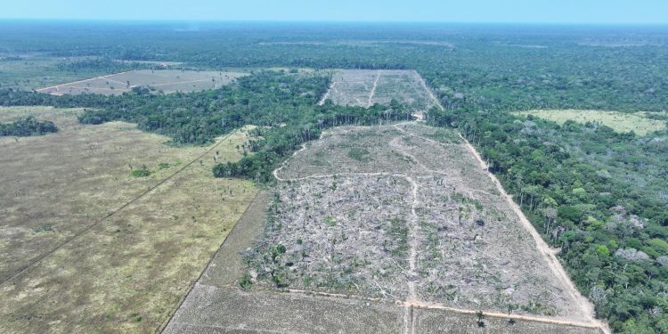 Operação Tamoiotatá 2025: Ipaam aplica R$ 144,7 milhões em multas por crimes ambientais no sul do Amazona