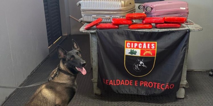 Base Arpão 2: Mulher é presa com mais de R$ 450 mil em drogas