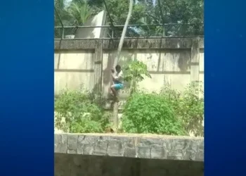 Leoa Leona retorna ao habitat em zoológico de João Pessoa após ataque