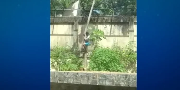 Leoa Leona retorna ao habitat em zoológico de João Pessoa após ataque