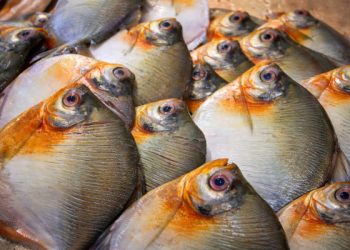 Vigilância em saúde apresenta análise dos casos de Doença de Haff no estado