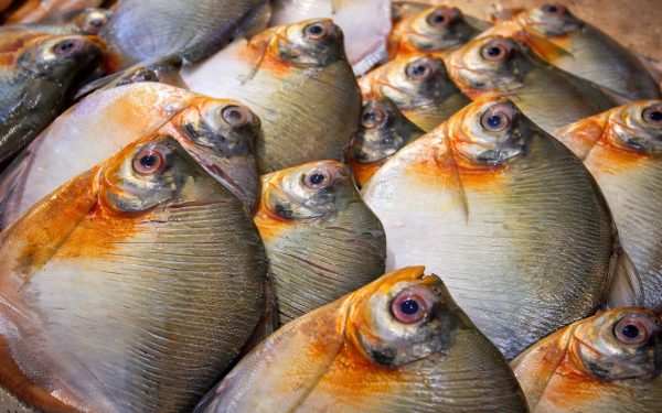 Vigilância em saúde apresenta análise dos casos de Doença de Haff no estado