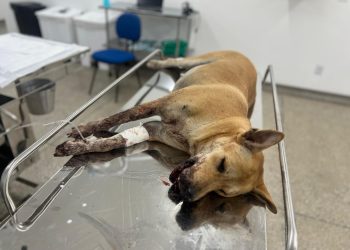 Cadela ferida por ‘catolé’ na virada do ano será operada no Hospital Público Veterinário sob cuidados da Sepet
