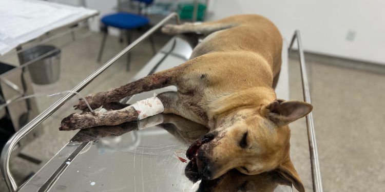 Cadela ferida por ‘catolé’ na virada do ano será operada no Hospital Público Veterinário sob cuidados da Sepet