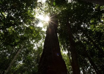 Balanço 2025: Amazonas registra menor número de focos de calor em 23 anos, aponta Inpe
