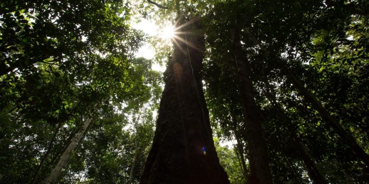 Balanço 2025: Amazonas registra menor número de focos de calor em 23 anos, aponta Inpe
