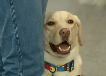 Justiça condena TAP a pagar R$ 60 mil por barrar cão de serviço em voo