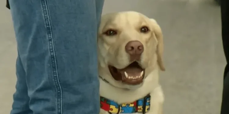 Justiça condena TAP a pagar R$ 60 mil por barrar cão de serviço em voo