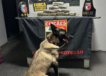 Base Arpão 2: Policiais apreendem drogas avaliadas em R$ 240 mil