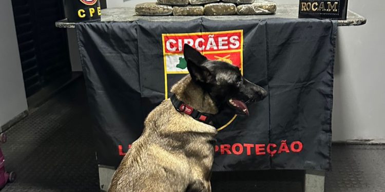 Base Arpão 2: Policiais apreendem drogas avaliadas em R$ 240 mil