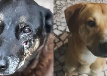 Caso Orelha: o que se sabe até agora sobre a morte do cão em SC