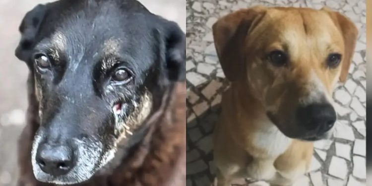 Caso Orelha: o que se sabe até agora sobre a morte do cão em SC