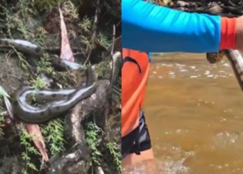 Vídeo de sucuri em cachoeira no AM viraliza e Ibama analisa manuseio de guia