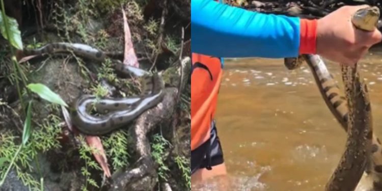 Vídeo de sucuri em cachoeira no AM viraliza e Ibama analisa manuseio de guia
