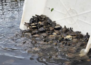 Sema realiza soltura de mais de 5 mil tracajás na Reserva de Desenvolvimento Sustentável Igapó-Açu