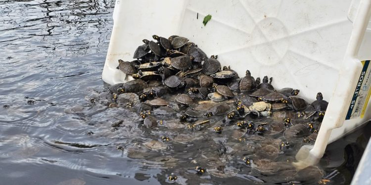 Sema realiza soltura de mais de 5 mil tracajás na Reserva de Desenvolvimento Sustentável Igapó-Açu