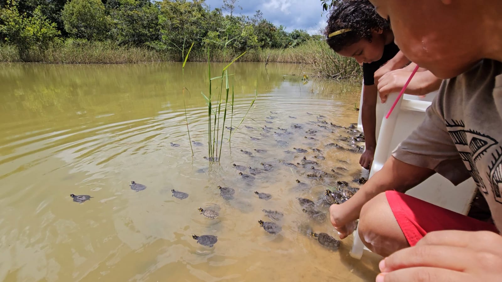 Sema realiza soltura de mais de 5 mil tracajás na Reserva de Desenvolvimento Sustentável Igapó-Açu