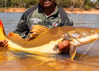 COP15 aprova maior proteção de bagres gigantes da Amazônia e ariranhas