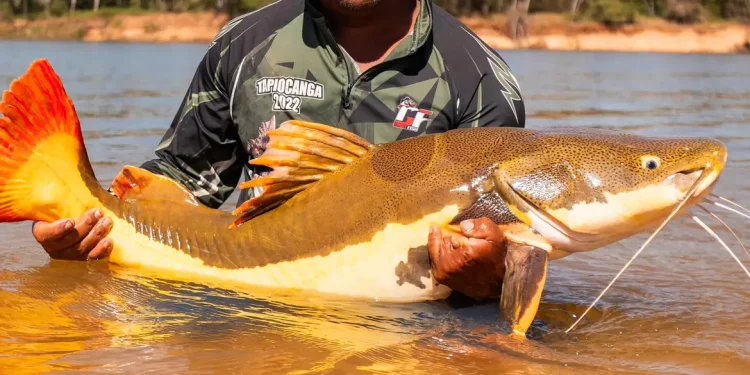 COP15 aprova maior proteção de bagres gigantes da Amazônia e ariranhas
