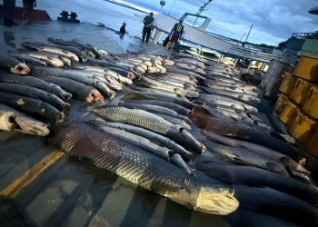Base Arpão 2 apreendeu mais de 16 toneladas de pescado ilegal
