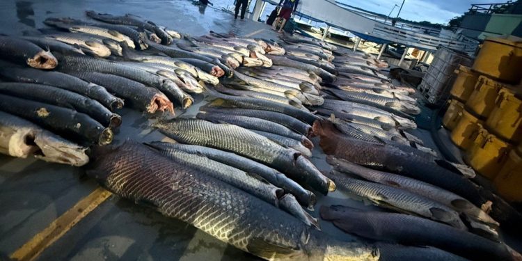 Base Arpão 2 apreendeu mais de 16 toneladas de pescado ilegal