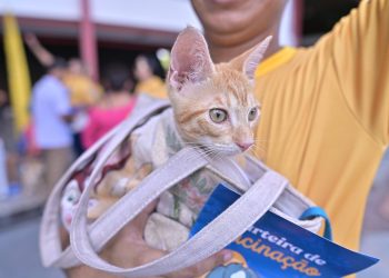 Sepet lança aplicativo que permitirá solicitar castração e denunciar maus-tratos pelo celular