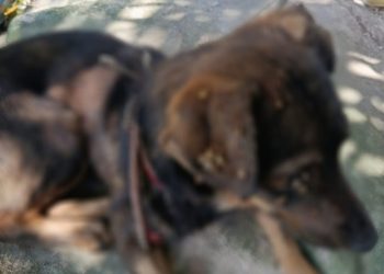 PC-AM e PMAM prendem homem por maus-tratos contra três cães no bairro Gilberto Mestrinho