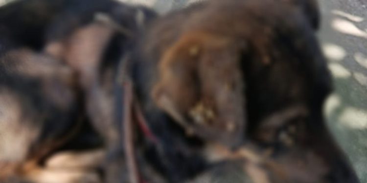 PC-AM e PMAM prendem homem por maus-tratos contra três cães no bairro Gilberto Mestrinho