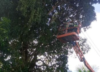 Negligência na poda de árvores expõe população a riscos em Manaus