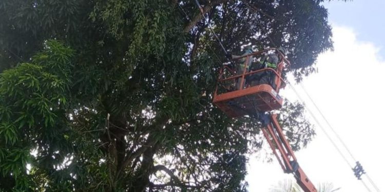 Negligência na poda de árvores expõe população a riscos em Manaus