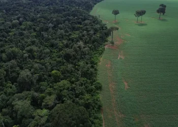 Brasil reduz em 42% perdas florestais em 2025, aponta estudo