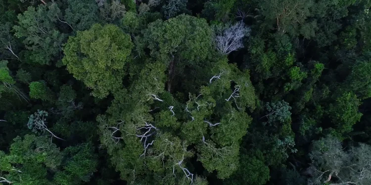 Política de cooperação com municípios reduz incêndios na Amazônia