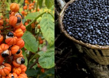 Açaí e guaraná entram para ranking das 100 melhores frutas do mundo