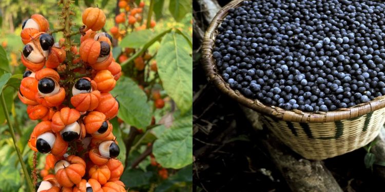 Açaí e guaraná entram para ranking das 100 melhores frutas do mundo