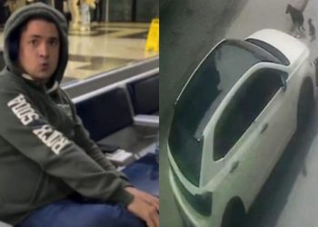 Motorista é preso no aeroporto de Manaus após atropelar cães no bairro Parque Dez