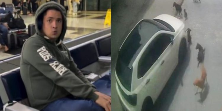 Motorista é preso no aeroporto de Manaus após atropelar cães no bairro Parque Dez