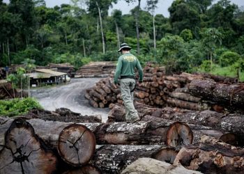 Amazonas tem queda no desmatamento em 2026 revela avanço da fiscalização integrada e fortalecimento das políticas ambientais