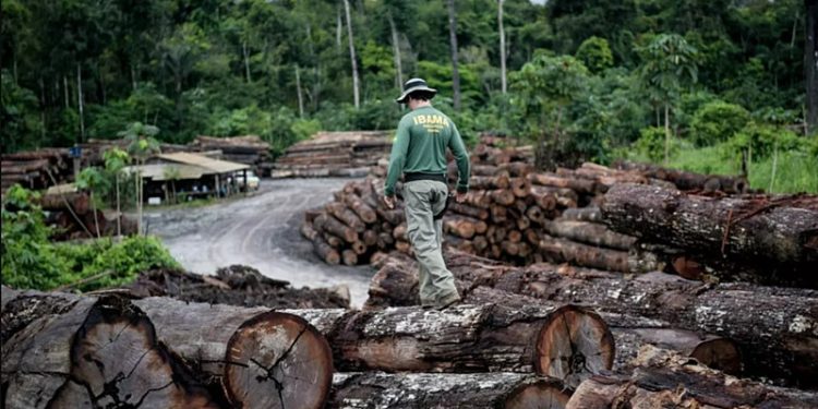 Amazonas tem queda no desmatamento em 2026 revela avanço da fiscalização integrada e fortalecimento das políticas ambientais