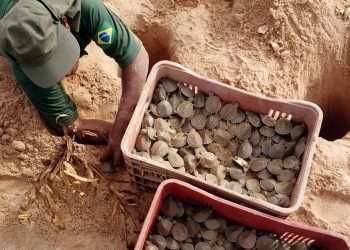 IBAMA destina R$ 119,9 mil para fortalecer manejo conservacionista de quelônios no Amazonas.