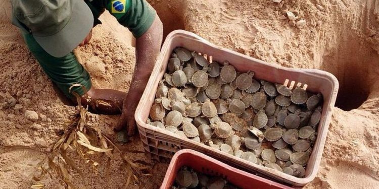 IBAMA destina R$ 119,9 mil para fortalecer manejo conservacionista de quelônios no Amazonas.